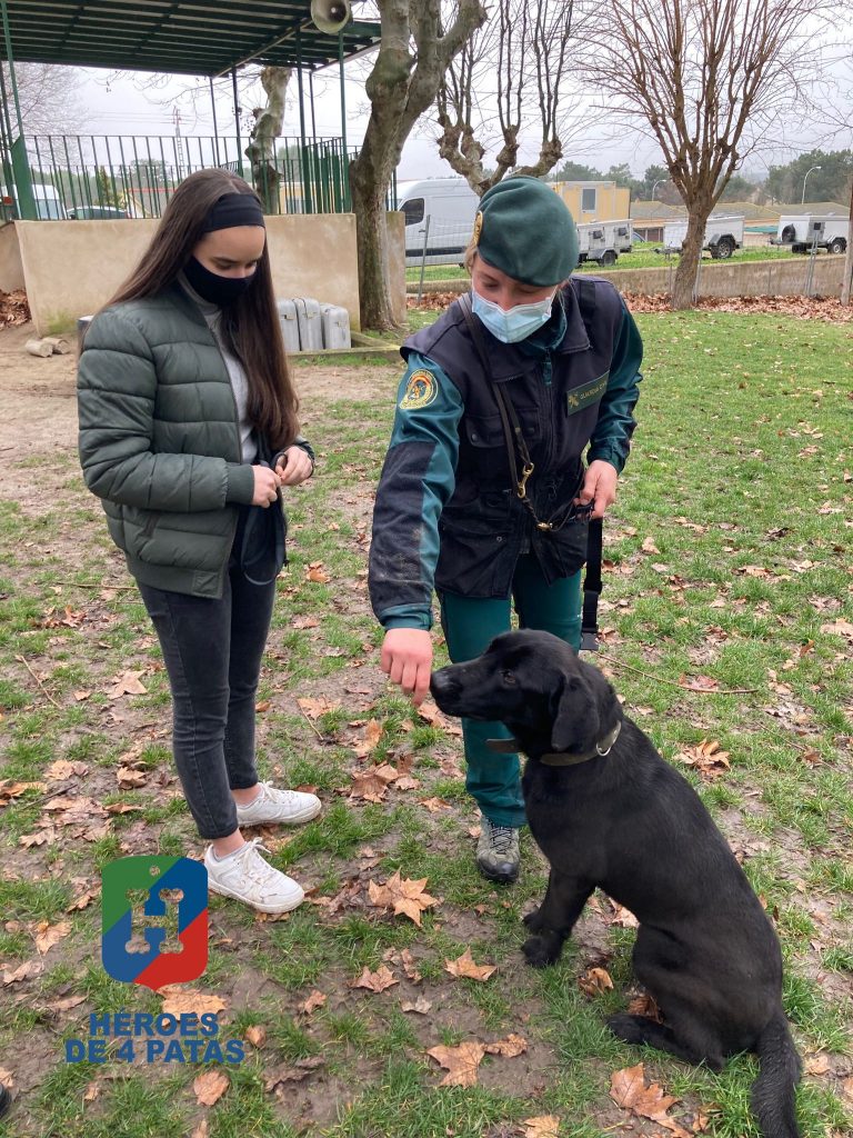 Jeto, cruce de Labrador con Malinois