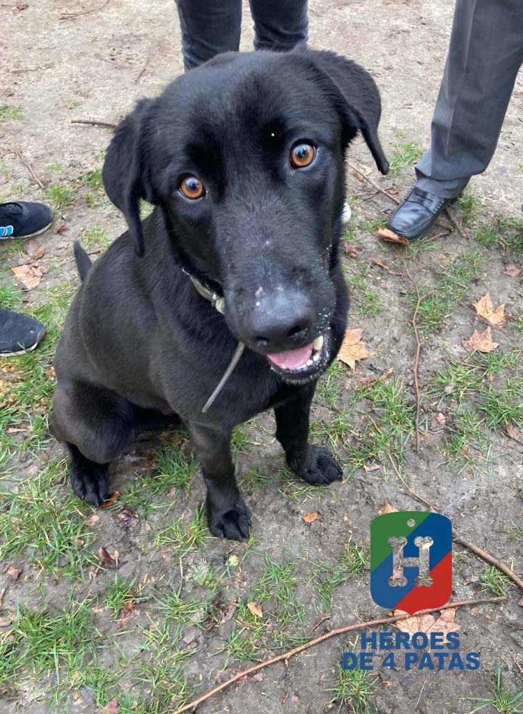 Jeto, cruce de Labrador con Malinois