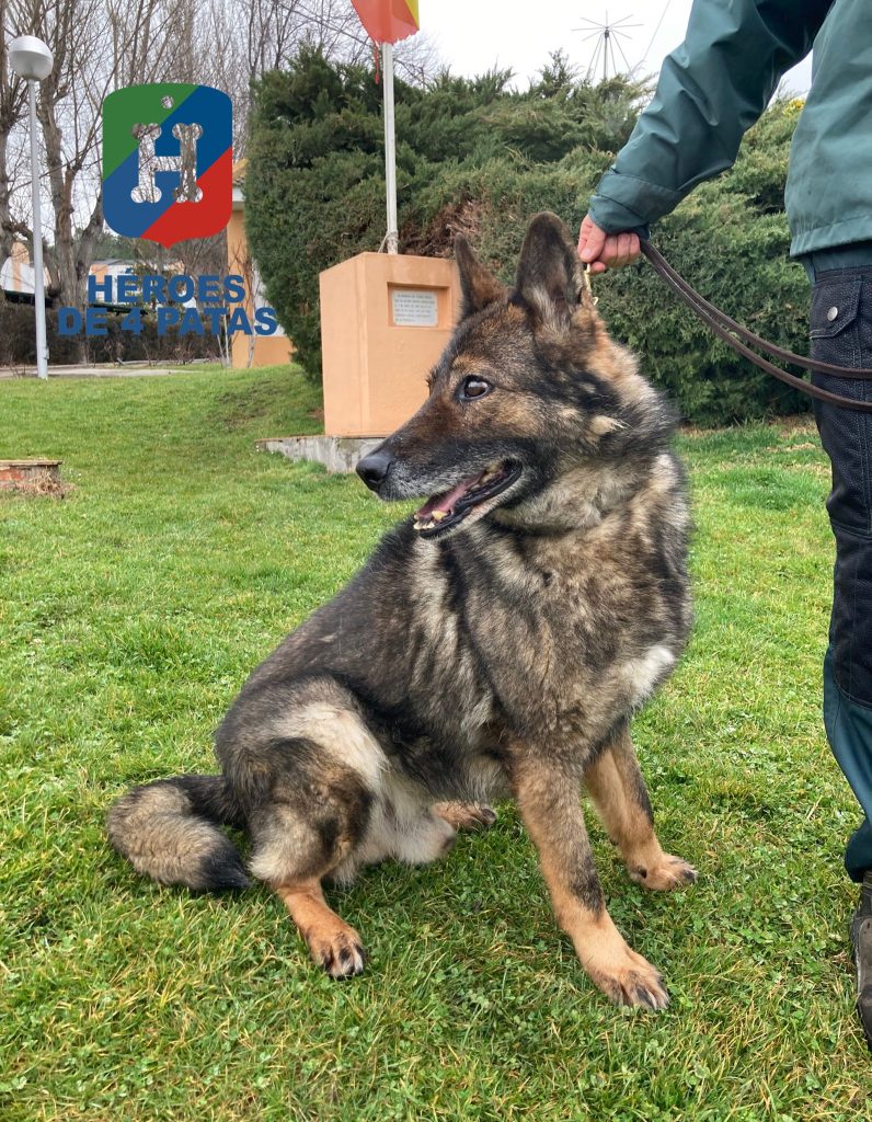 Bandor, Pastor Alemán