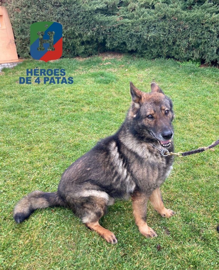 Bandor, Pastor Alemán