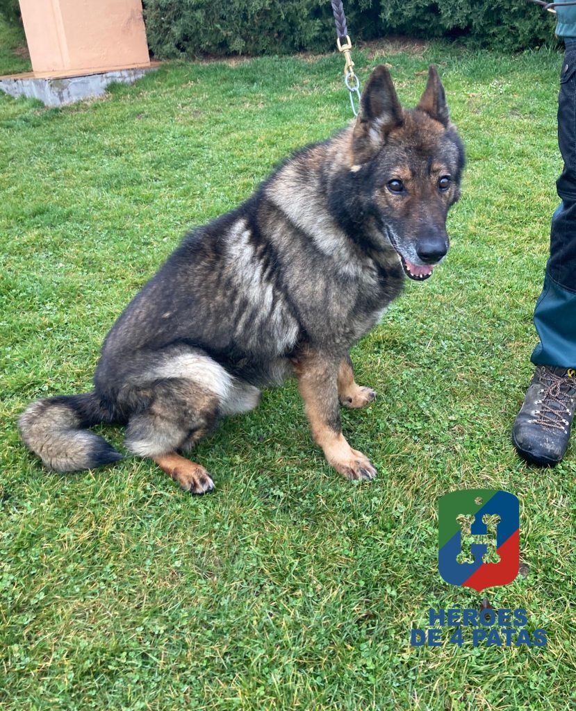 Bandor, Pastor Alemán