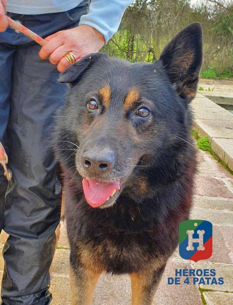 Argo, Pastor Alemán