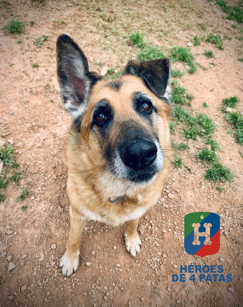 Nora, Pastor Alemán