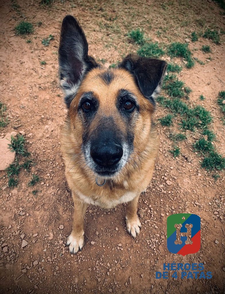 Nora, Pastor Alemán