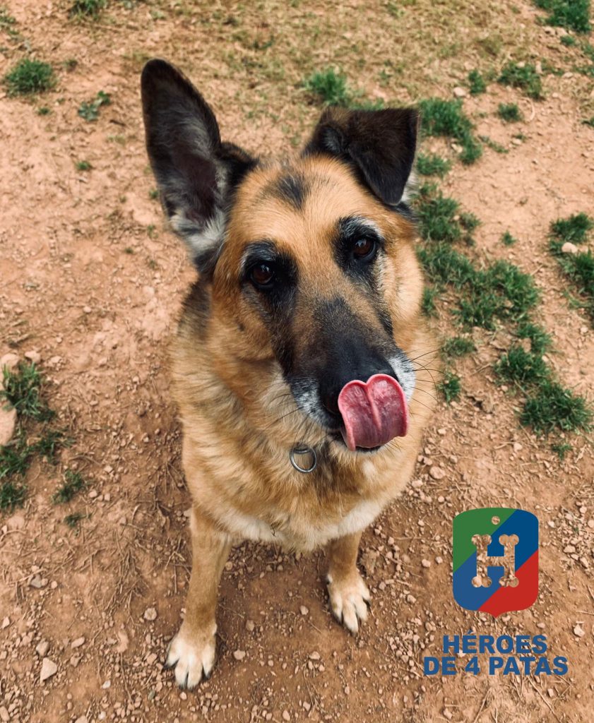 Nora, Pastor Alemán