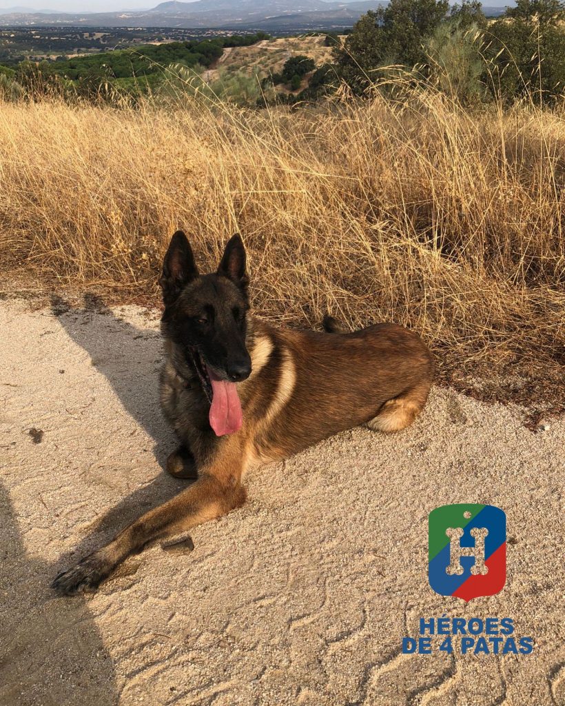 Suko, Pastor Belga Malinois