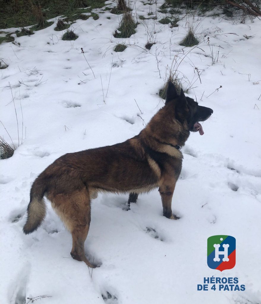 Suko, Pastor Belga Malinois