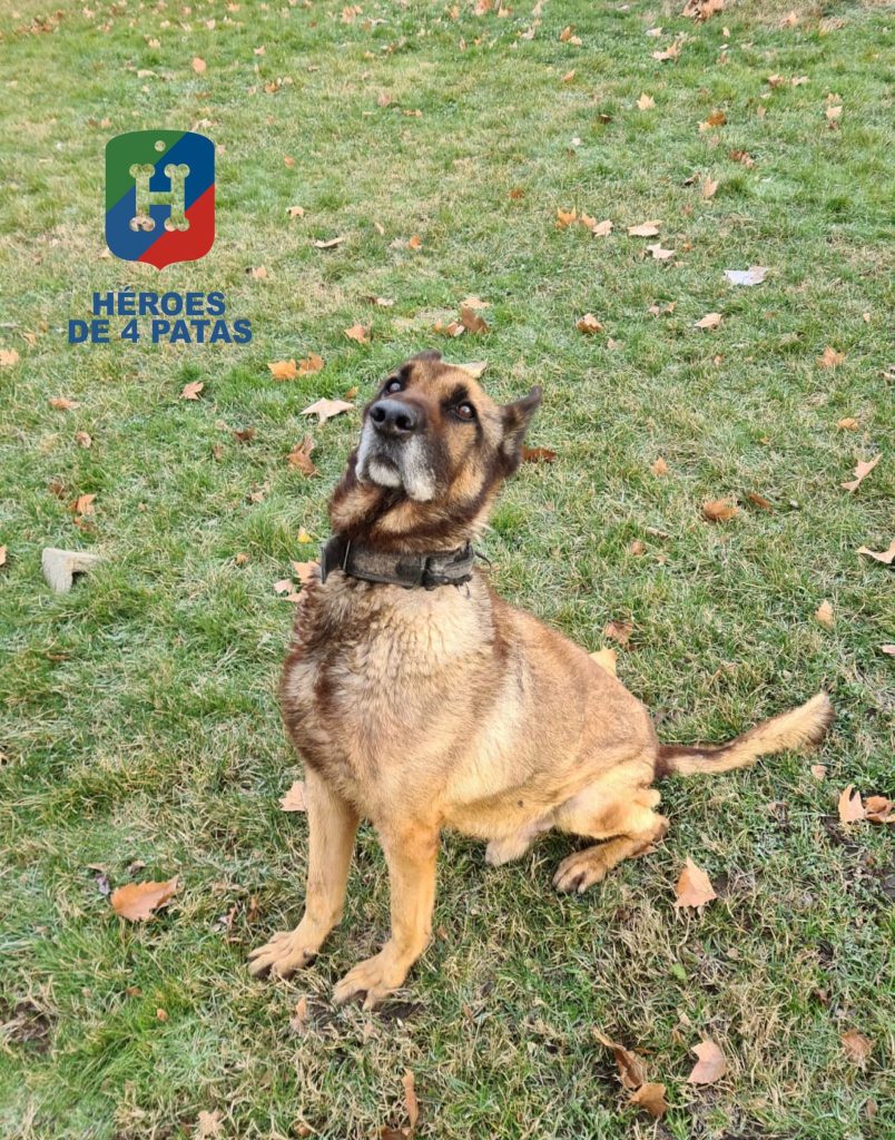 Ali, Pastor Belga Malinois