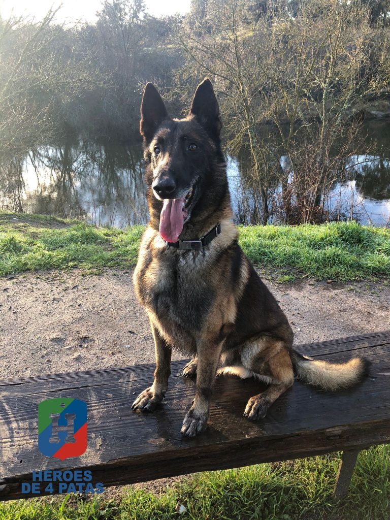 Suko, Pastor Belga Malinois