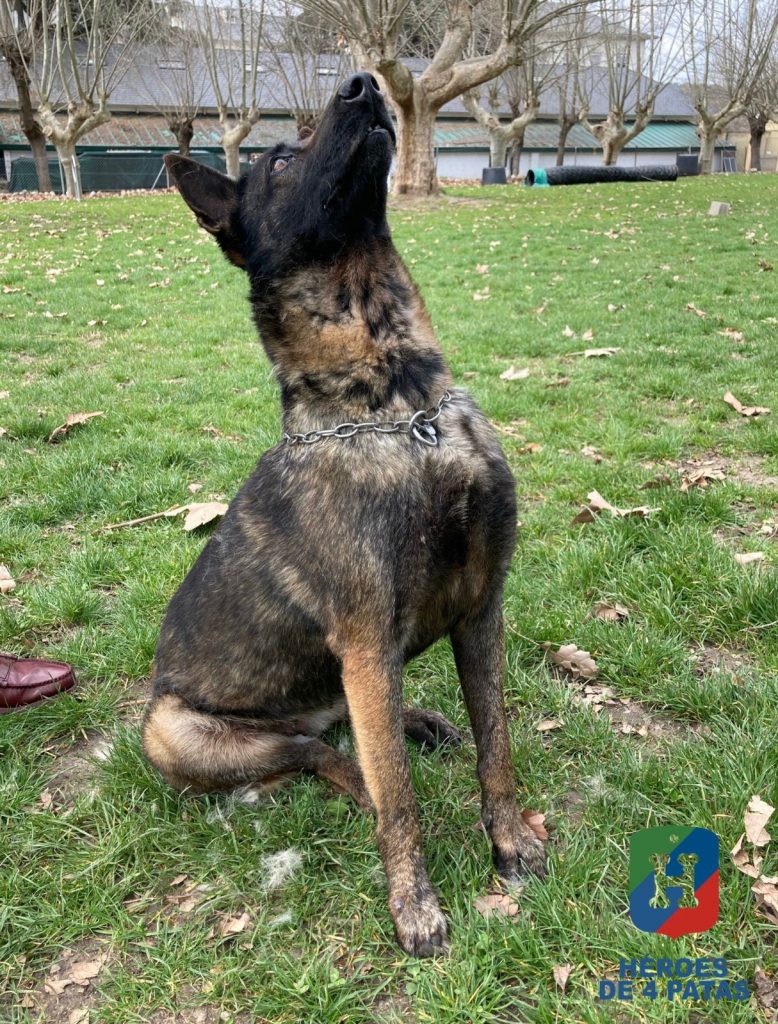 Koka, Pastor Belga Malinois