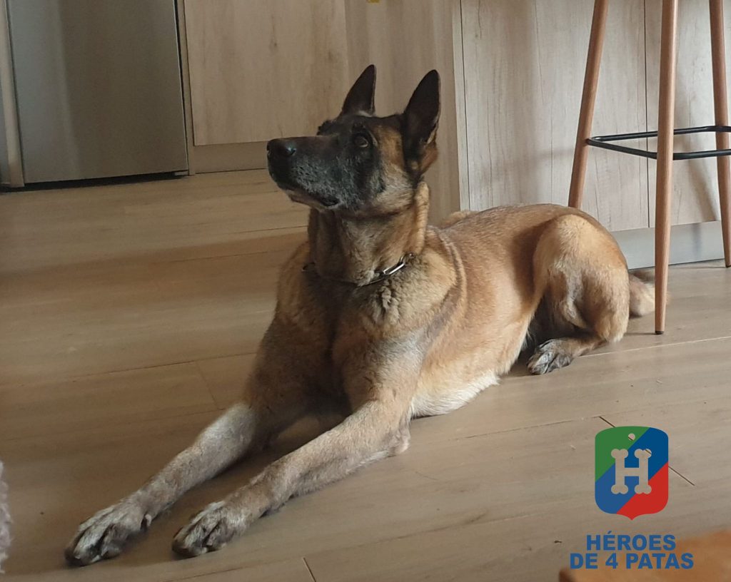 Mai, Pastor Belga Malinois
