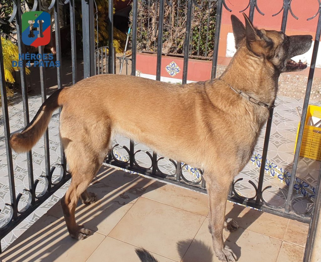Mai, Pastor Belga Malinois