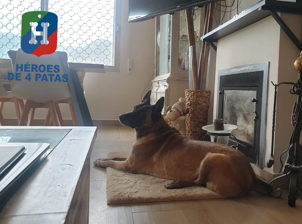 Mai, Pastor Belga Malinois