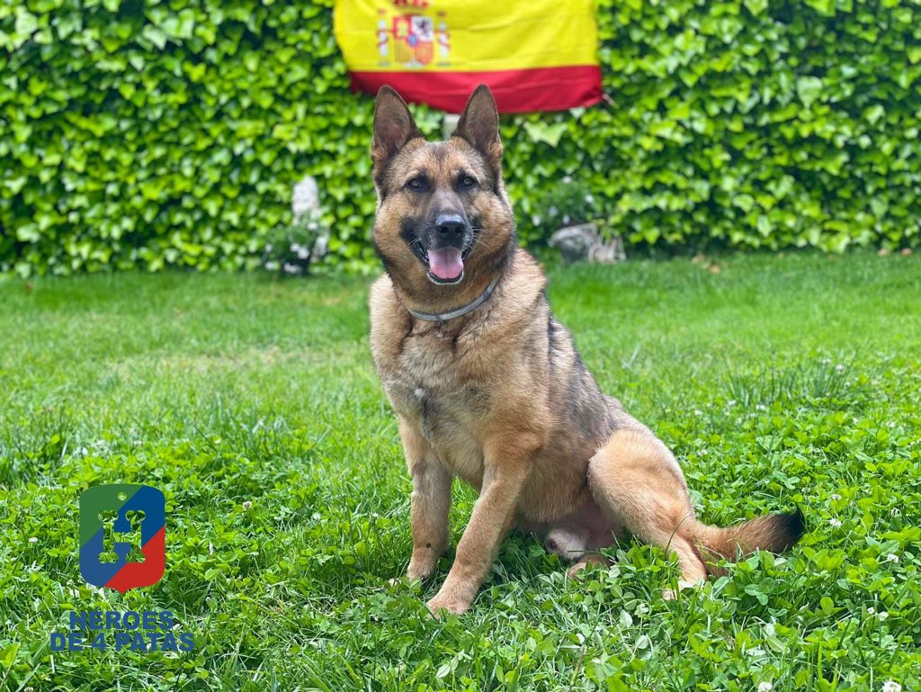 Ruki, Pastor Alemán