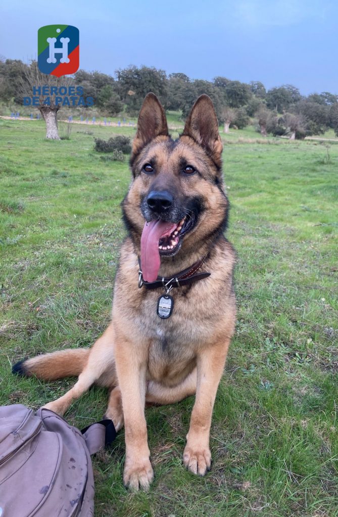 Ruki, Pastor Alemán