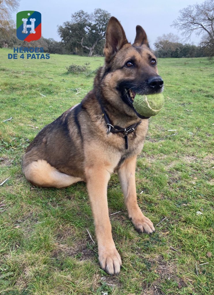 Ruki, Pastor Alemán