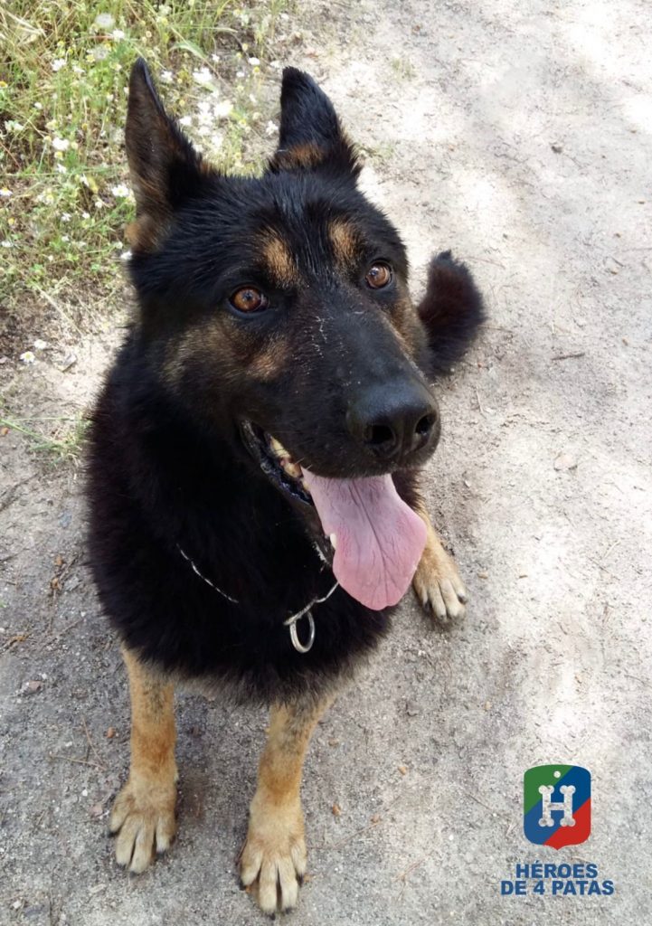 Razzi, Pastor Alemán