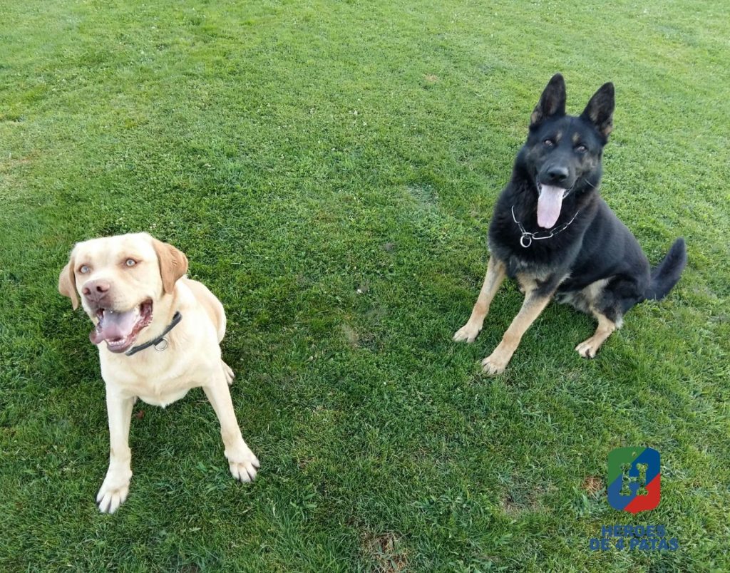 Razzi, Pastor Alemán