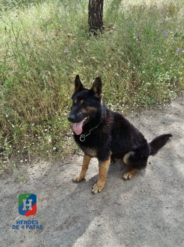 Razzi, Pastor Alemán