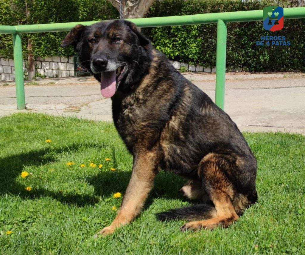 Tamor, Pastor Alemán