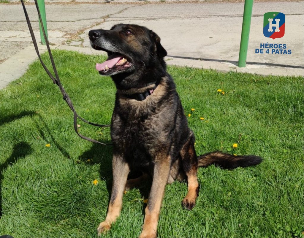 Tamor, Pastor Alemán