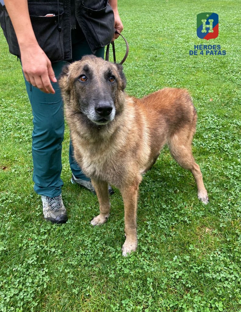 Jilton, Pastor Belga Malinois