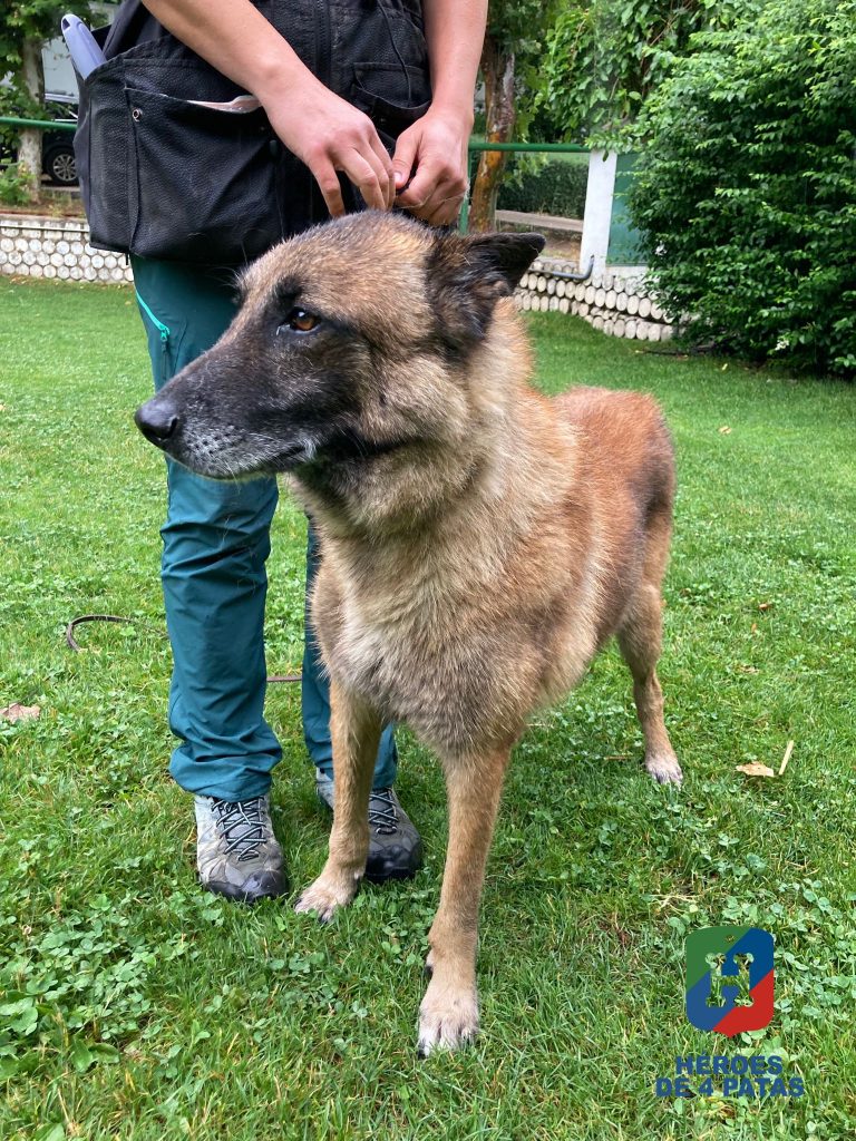 Jilton, Pastor Belga Malinois