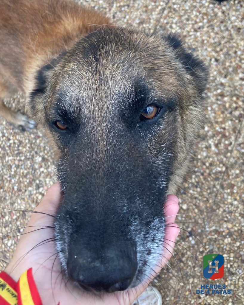 Jilton, Pastor Belga Malinois