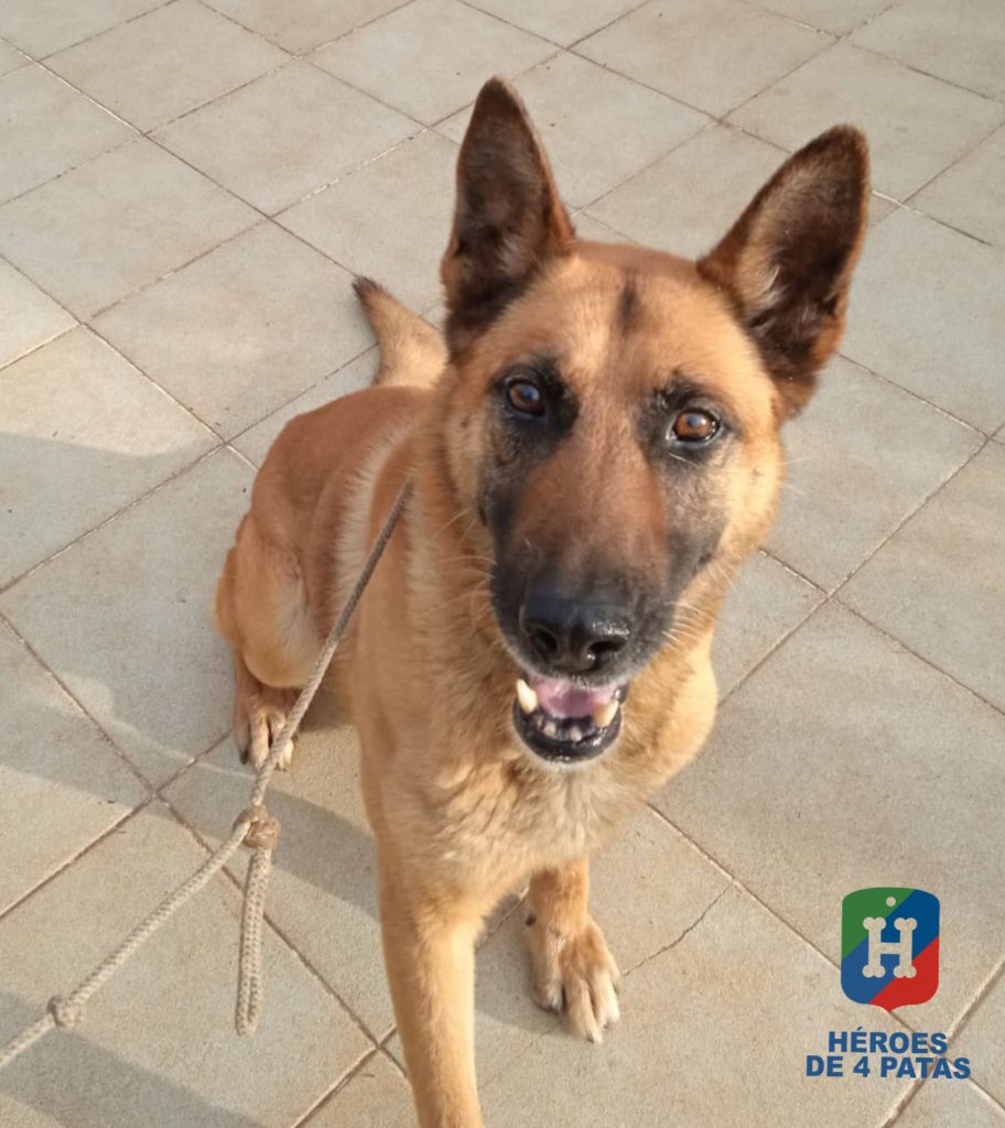 Orly, Pastor Alemán