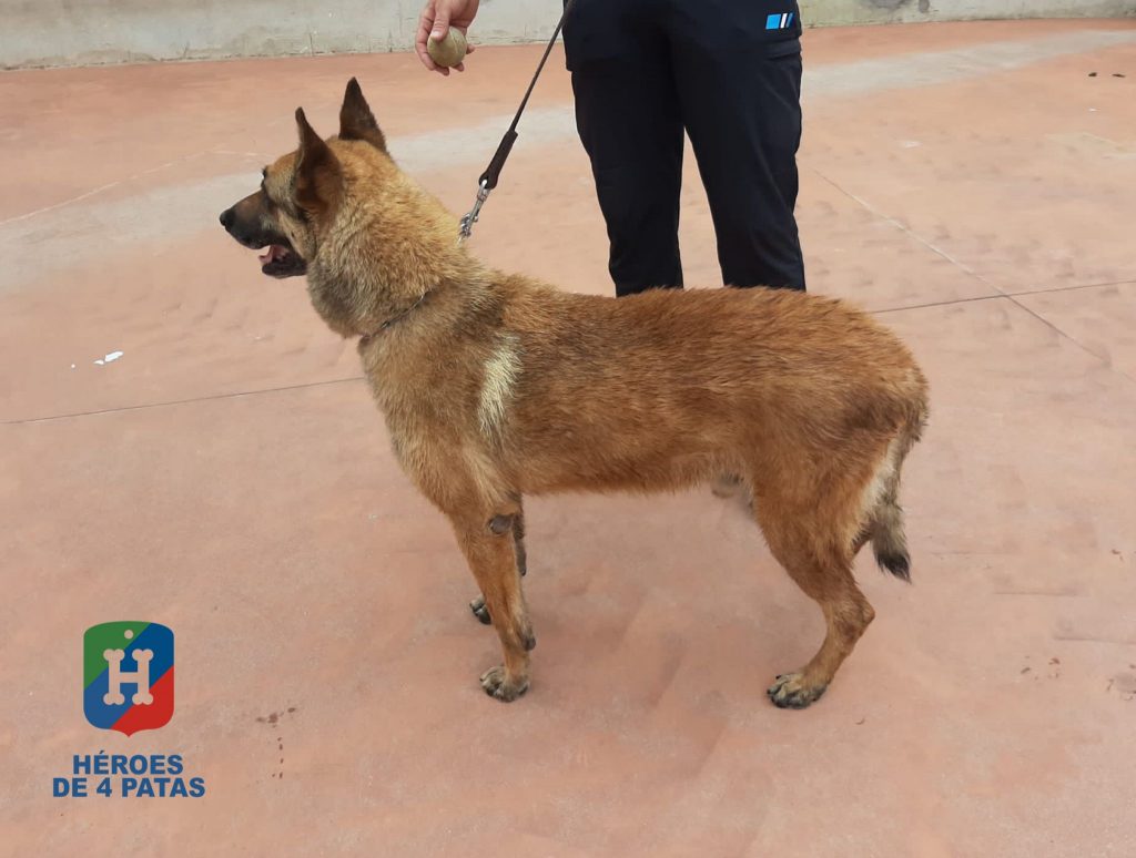 Neo, Pastor Belga Malinois