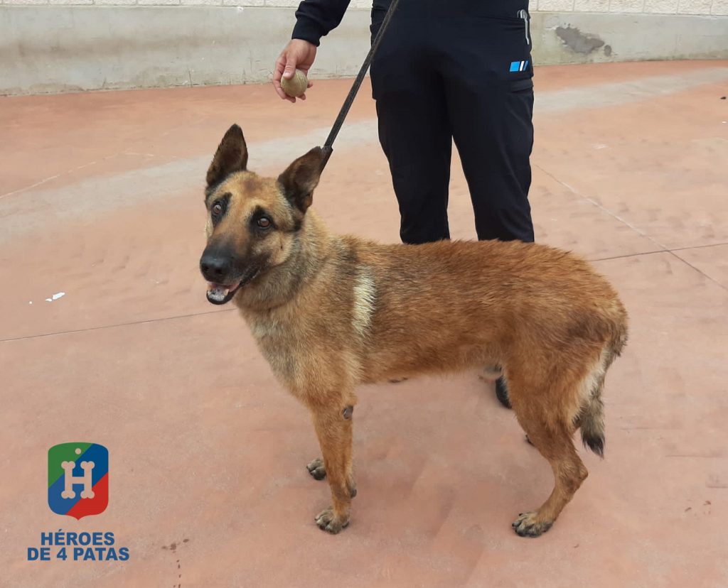 Neo, Pastor Belga Malinois