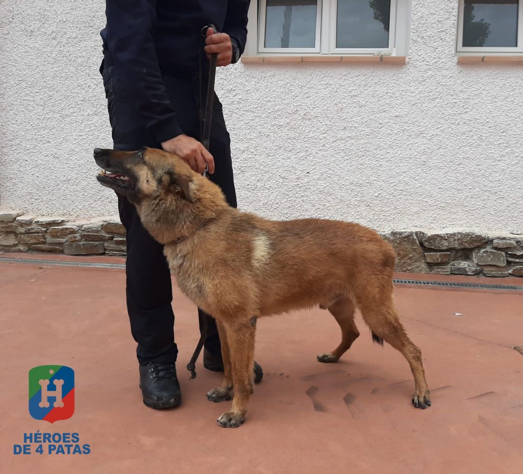 Neo, Pastor Belga Malinois