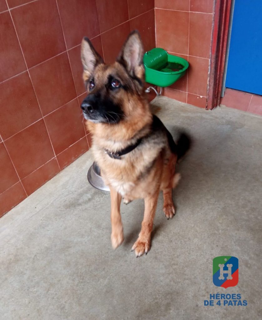 Argos, Pastor Alemán