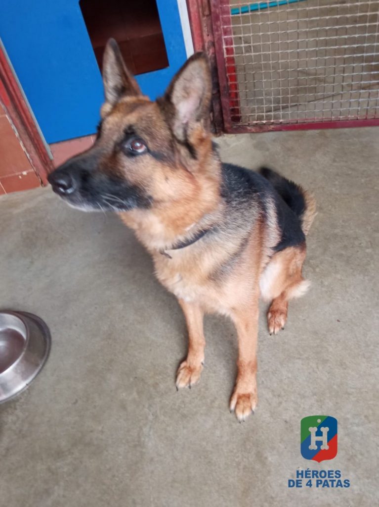 Argos, Pastor Alemán