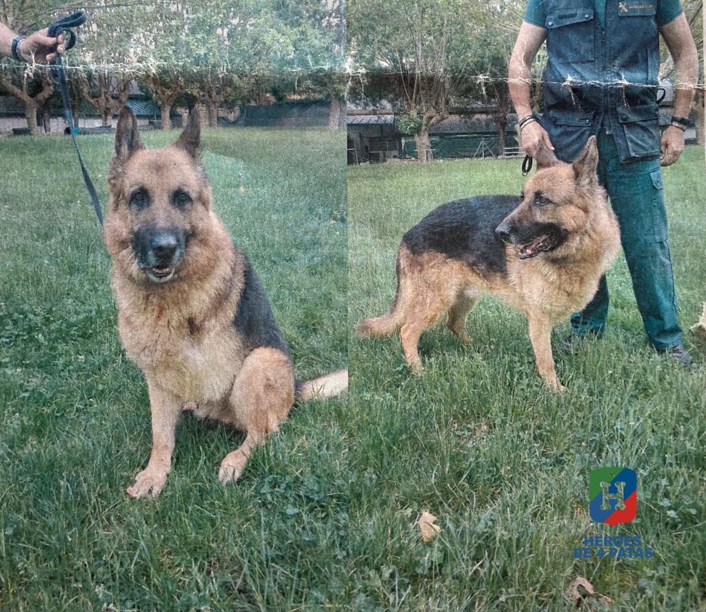 Ankor, Pastor Alemán