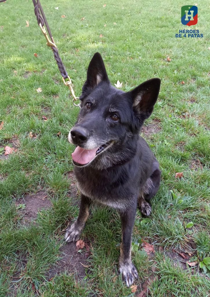 Queen, Pastor Alemán