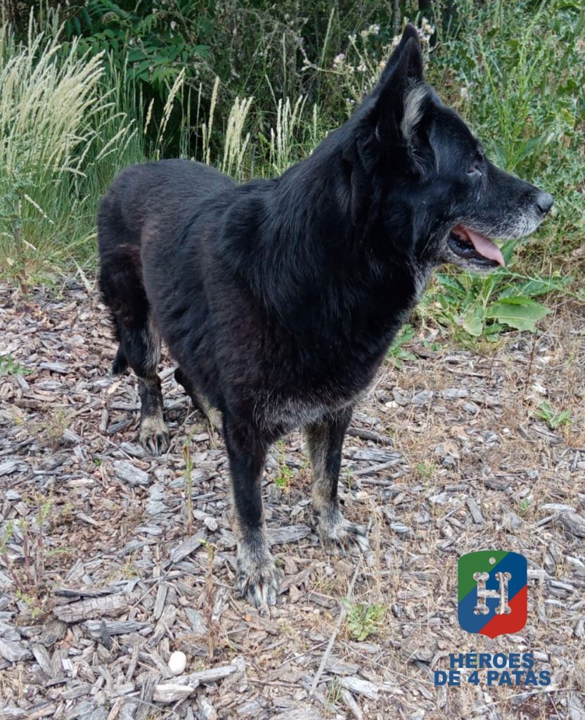 Queen, Pastor Alemán