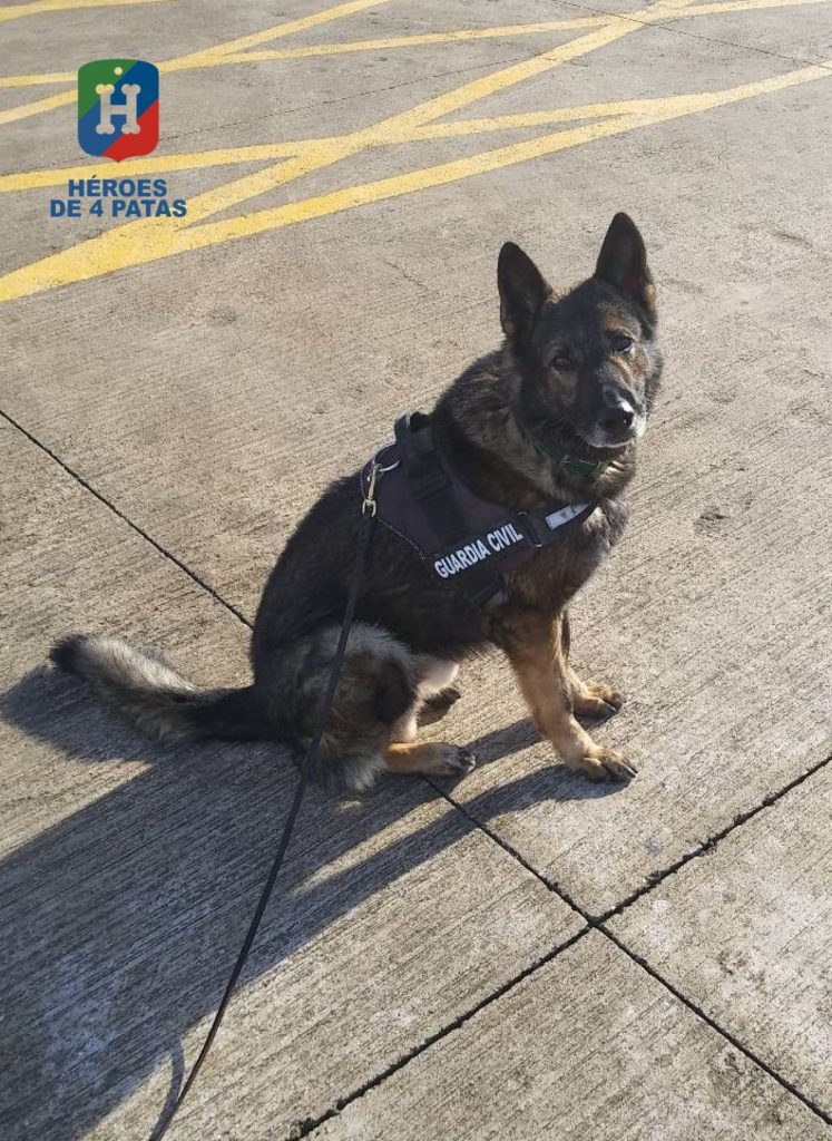 Ralph, Pastor Alemán