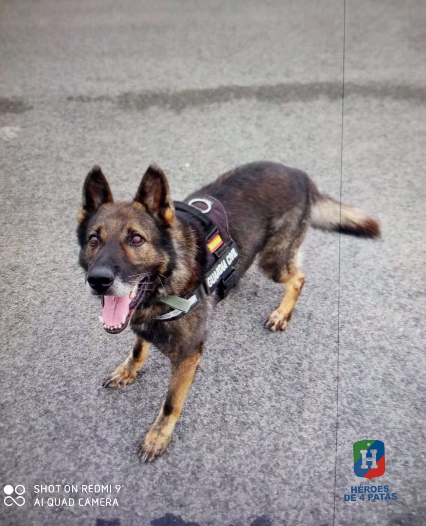 Ralph, Pastor Alemán