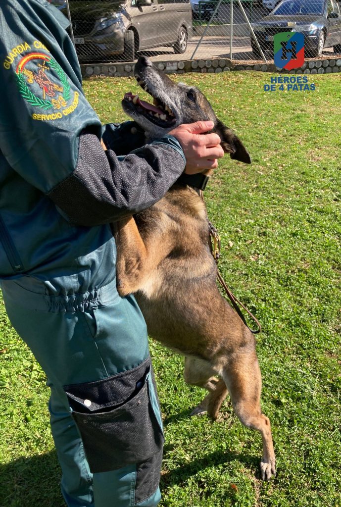 Karla, Pastor Belga Malinois