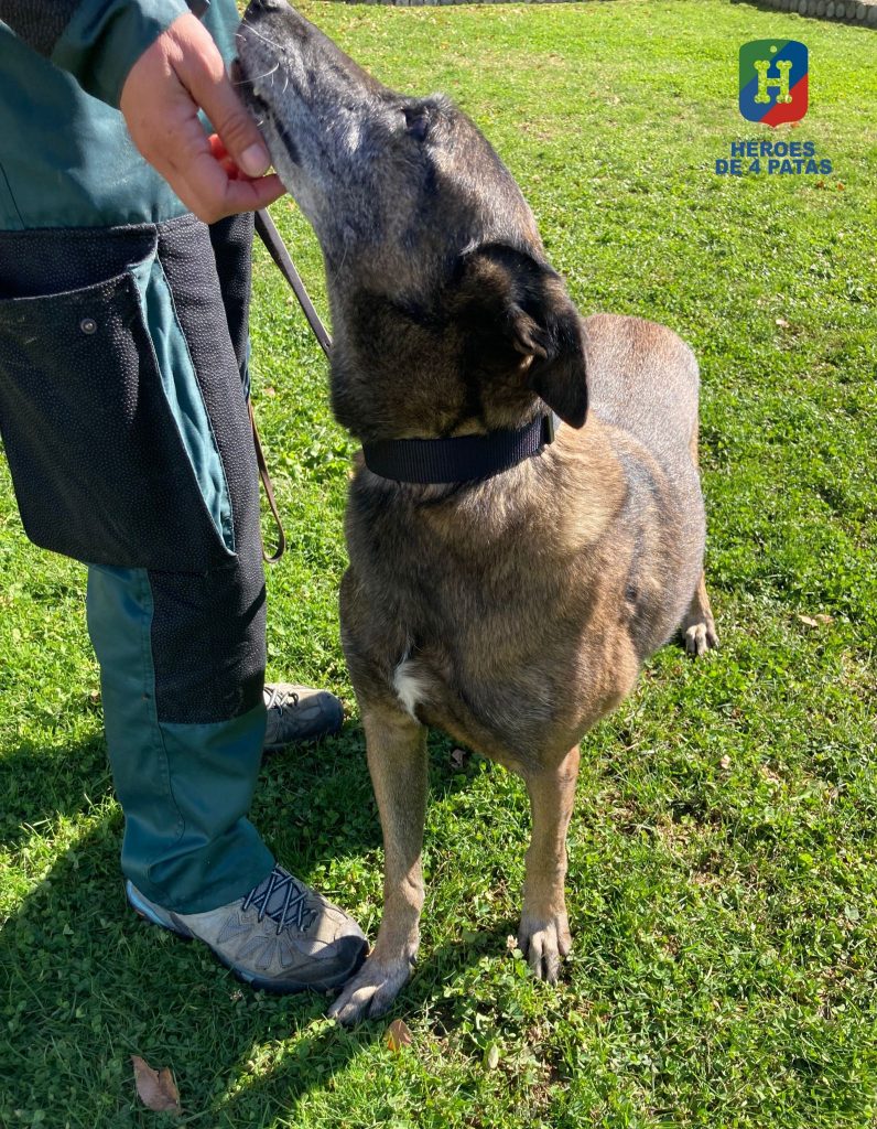 Karla, Pastor Belga Malinois