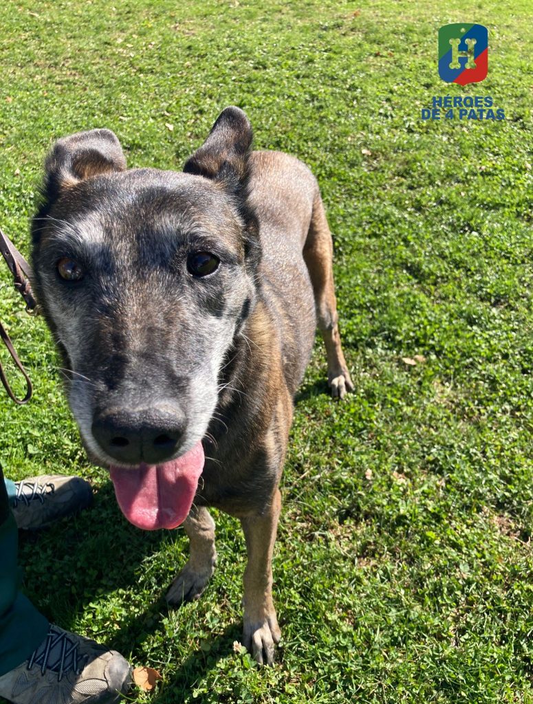 Karla, Pastor Belga Malinois