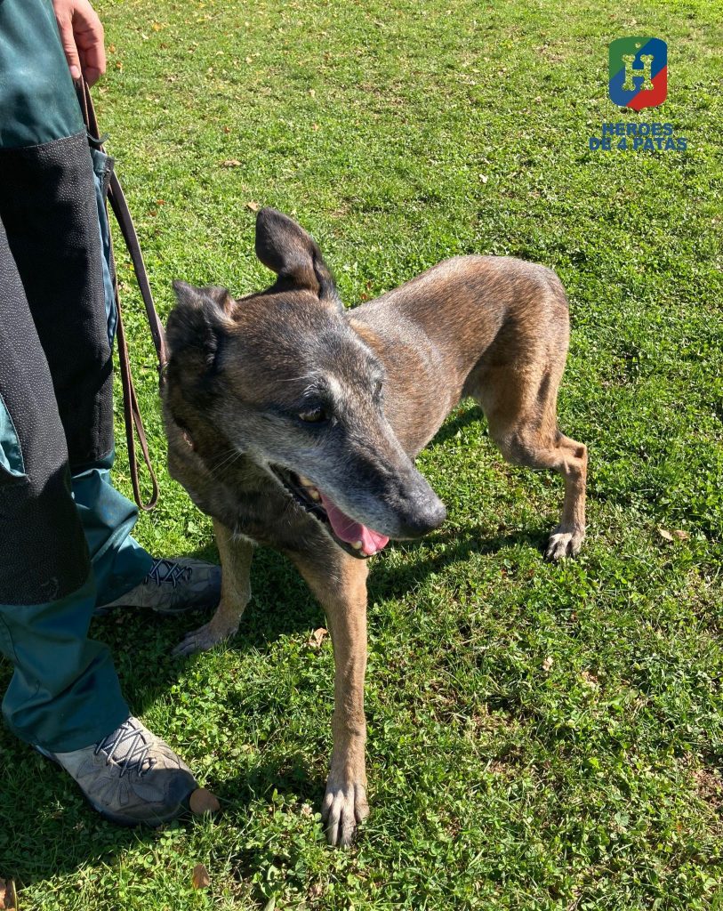 Karla, Pastor Belga Malinois