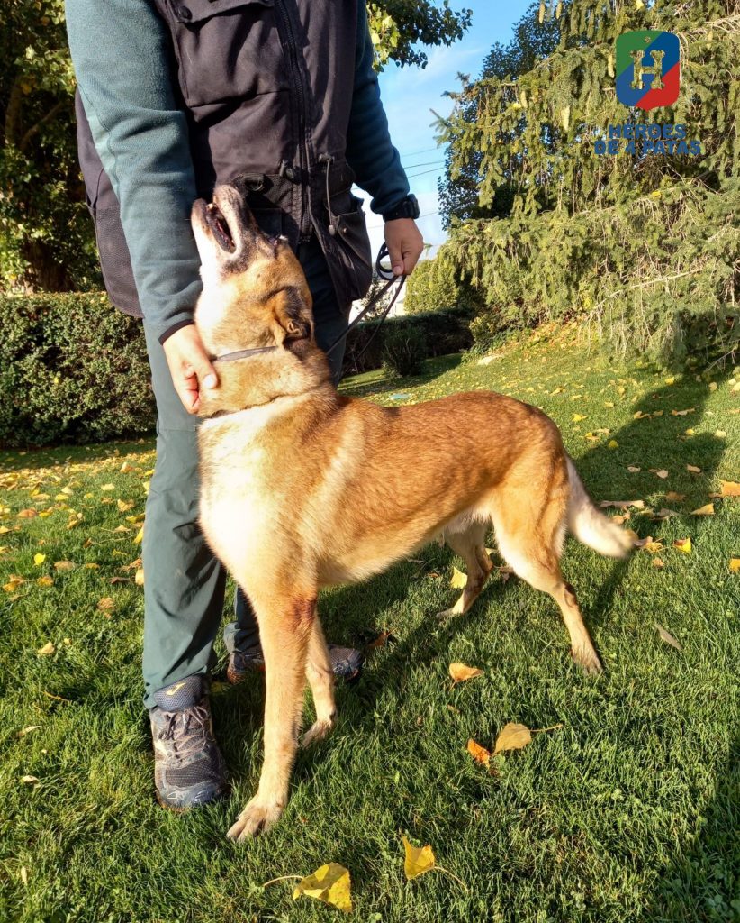 Eko, Pastor Belga Malinois