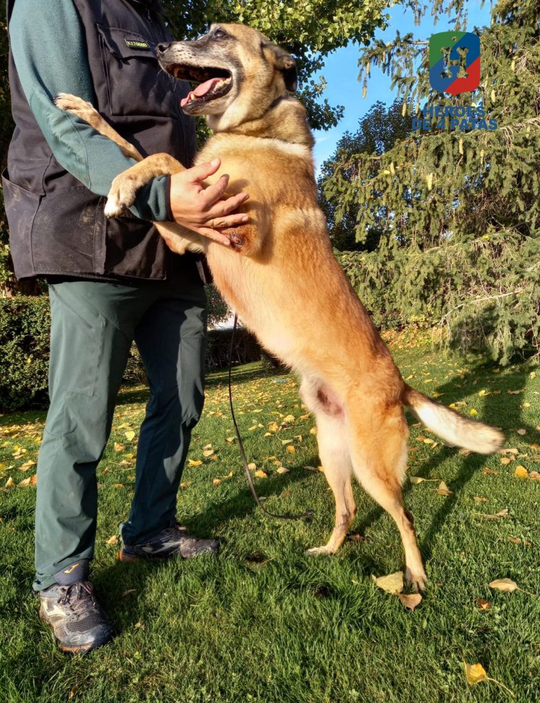 Eko, Pastor Belga Malinois