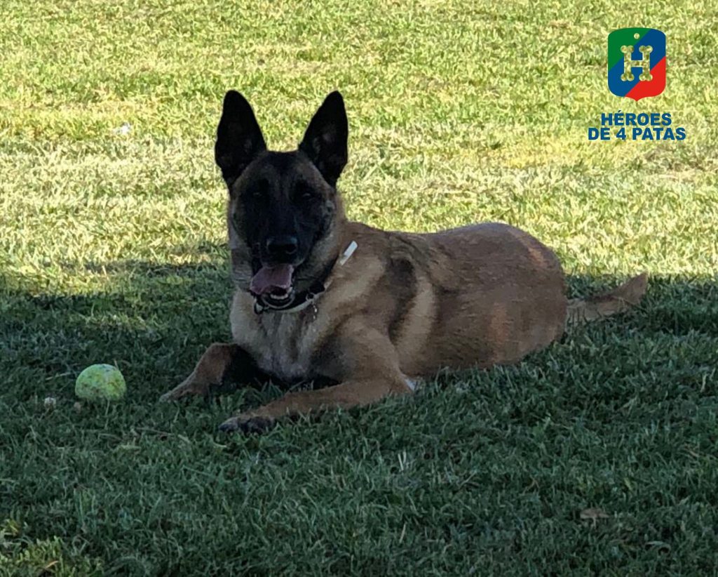 Sira, Pastor Belga Malinois