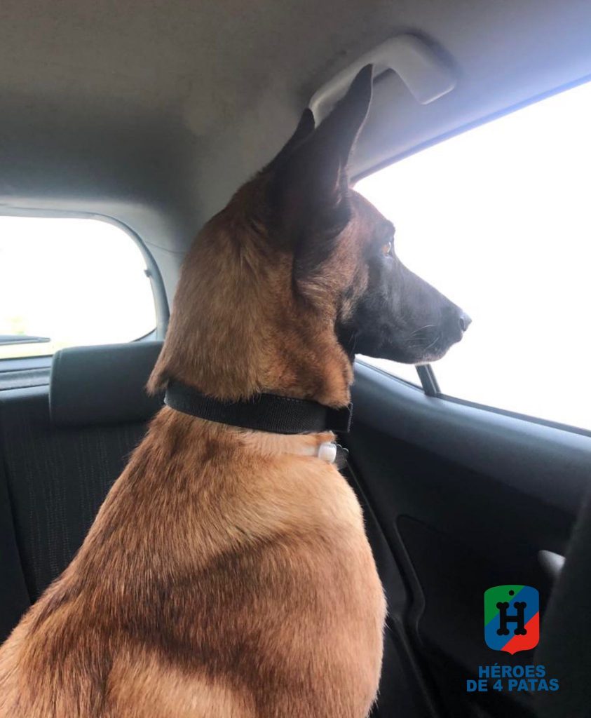 Sira, Pastor Belga Malinois