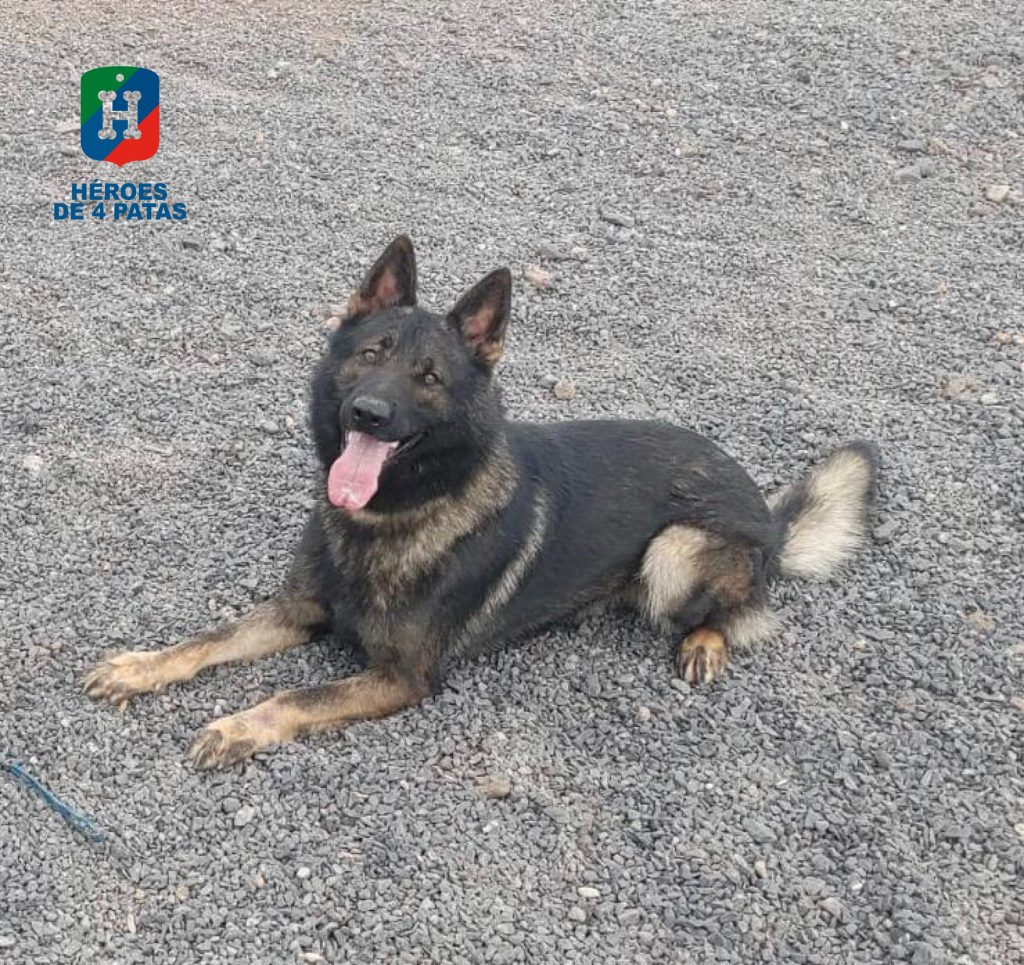 Lezo, Pastor Alemán