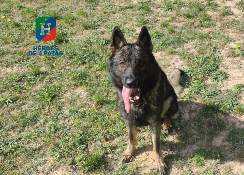 Lezo, Pastor Alemán