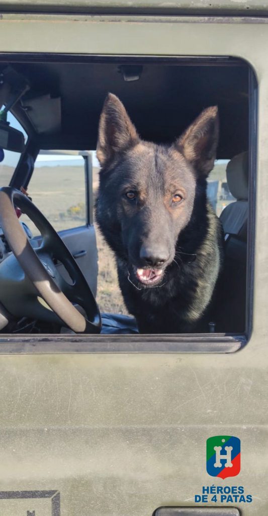Lezo, Pastor Alemán